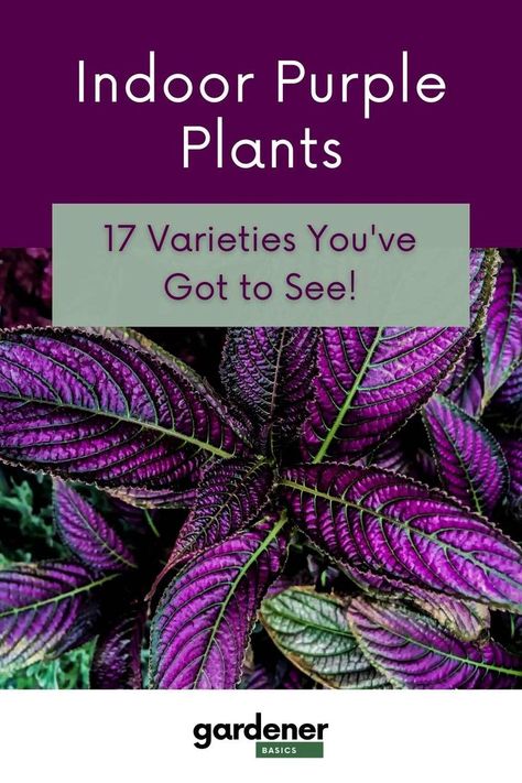 Looking for a way to add some color and life to your indoor spaces? Check out our list of purple plants that are perfect for adding some coolness (and color!) to any room. From dark purple leaves to cool purple flowers, we've got you covered. Plus, we break down how to care for each plant so you can keep them looking their best all year long. purple plants // purple leaf plants // purple plants and flowers // cool plants // unique plants Purple Leaf Plants, Long Leaf Plants, Plants Purple, Plants Unique, Gardening Herbs, Herbs Plants, Dark Purple Flowers, Inside Garden, Purple Leaves