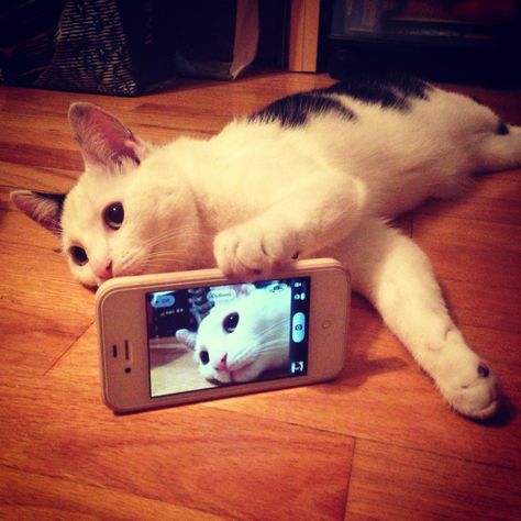 Lazy Dayz Caption Ig, Cat Selfie, Cute Kittens, Funny Animal Pictures, All About Cats, Crazy Cat Lady, Crazy Cats, Cat Pics, Cat Love