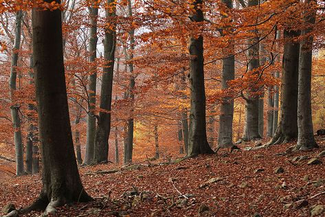 Temperate deciduous forest in Křivoklátsko Protected Landscape Area  #culture #geography #science #world #life #art #education #writing #research  #travel #holiday #books #knowledge #facts #nature #places #countries #cities #towns #villages #continents #tourism #vacation #entertainment #newspapers #eu #europe #czechia Temperate Forest Biome, Biome Project, Temperate Deciduous Forest, Monochromatic Landscape, Temperate Forest, Biomes Project, Forest Biome, Books Knowledge, Forest Kingdom