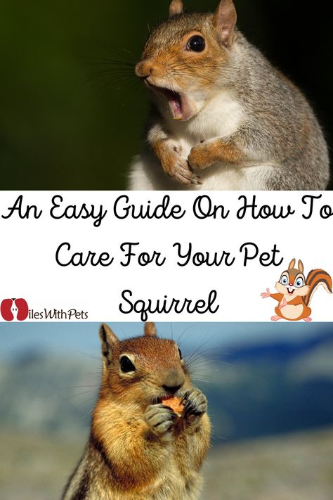 A pet Squirrel can change your life forever. But in order to keep them happy, you will need information on how to care for your pet squirrel. Unfortunately, many people think that squirrels eat walnuts and don’t care about humans. It’s essential for you to know how to care for your pet squirrel because sometimes you might not get an expert to care for them. Pet Squirrel Habitat, Squirrel Enrichment, Pet Squirrel Cage Ideas, Squirrel Enclosure, Squirrel Habitat, Baby Squirrel Care, Squirrel Toys, House Squirrel, Squirrel Pet