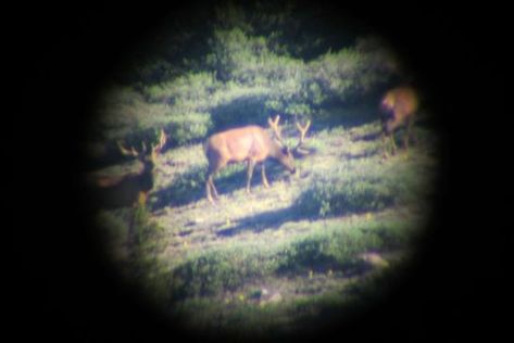 Scouting Tips: How To Find Elk in a New Hunting Area | Outdoor Life Elk Hunting Tips, Bow Hunting Tips, Bow Hunting Deer, Big Buck, Deer Hunting Tips, Big Game Hunting, The Hound, Hunting Tips, Elk Hunting