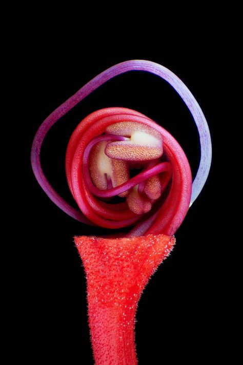 Microscopic Photography, Light Highlights, Macro Flower, Microscopes, Photo Competition, Human Eye, World Photo, Flower Bud, Butterfly Wings