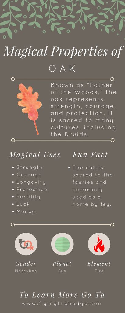 Magical Properties of Oak - and there are lots of oaks in Bound! Magickal Herbs, Green Witchcraft, Spirit Communication, Folk Magic, Magic Herbs, Kitchen Witchery, Mountain Ash, Eclectic Witch, Magical Herbs