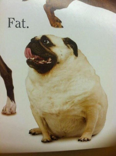 Fat Pug, Fat Animals, Goofy Dog, Image Chat, A Pug, Silly Dogs, Silly Animals, Pug Love, Pug Life