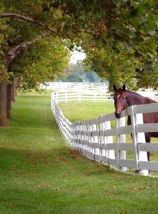 This will be my backyard some day Horses In Backyard, Farmland Aesthetic, Alien Cowboy, Kentucky Horse Farms, Horse Pasture, Farm Aesthetic, Family Compound, Dream Farm, White Fence