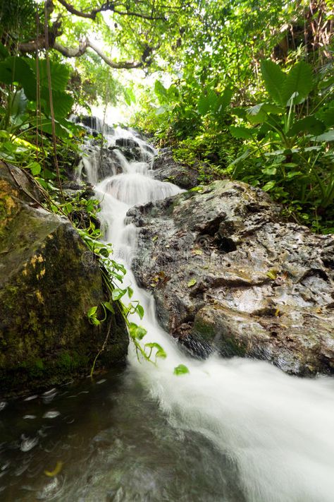 Mexican Jungle, Riviera Maya, Royalty Free Stock Photos, Stock Images, Water, Nature