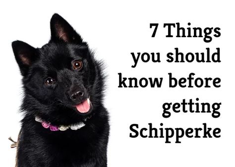 What are the 7 crucial pros and cons of getting a Schipperke? Schipperke Dog, All Dog Breeds, Weird Names, Unique Dog Breeds, Dog Puzzle Toys, Weird Look, Unique Looks, Advantages And Disadvantages, Aggressive Dog