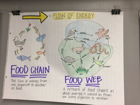 Food Chain  Anchor Chart Food Chain Anchor Chart, Anchor Charts First Grade, Food Webs, Science Anchor Charts, 7th Grade Science, Science Vocabulary, Secondary Science, Food Chains, 4th Grade Science