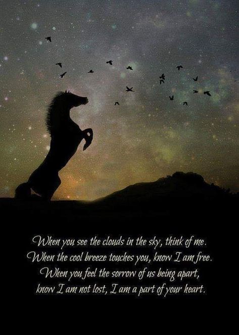 Wild Horses Quotes, Horse Poems, Inspirational Horse Quotes, Horse Riding Quotes, Equestrian Quotes, Horse Memorial, Cowgirl Quotes, Riding Quotes, Country Girl Quotes