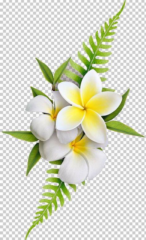 Youtube Avatar, Png Images For Editing, Psd Free Photoshop, Frangipani Flower, Flower Png Images, Flowers Photography Wallpaper, Image Nature, New Background Images, Doodle On Photo