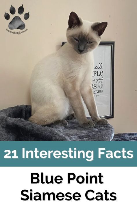 Blue Point Cat, Siamese Cats Blue Point, Siamese Cats Facts, Blue Point Siamese, Cats Siamese, Cats Rule, Cat Tattoo Designs, Siamese Kittens, Blue Point