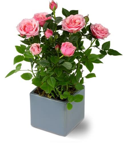 How to grow and care for a miniature Rose Bush. A lovely gift that can also be planted outside. Learn more at: https://www.houseplant411.com/houseplant/miniature-rose-how-to-grow-plant-care-tips Rose Pot, Miniature Rose, Bush Plant, Rose Plant, Rose Care, Types Of Roses, Planting Roses, Blooming Plants, Mini Roses