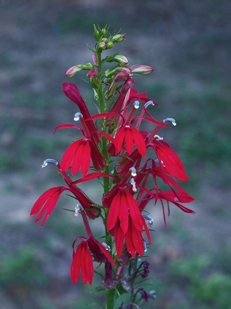 Lady Bird Johnson Wildflower Center - The University of Texas at Austin Massachusetts Gardening, Lobelia Cardinalis, Memory Garden, Plant Names, Indoor Flowering Plants, Cardinal Flower, Lady Bird Johnson Wildflower Center, California Native Plants, Deer Resistant Plants