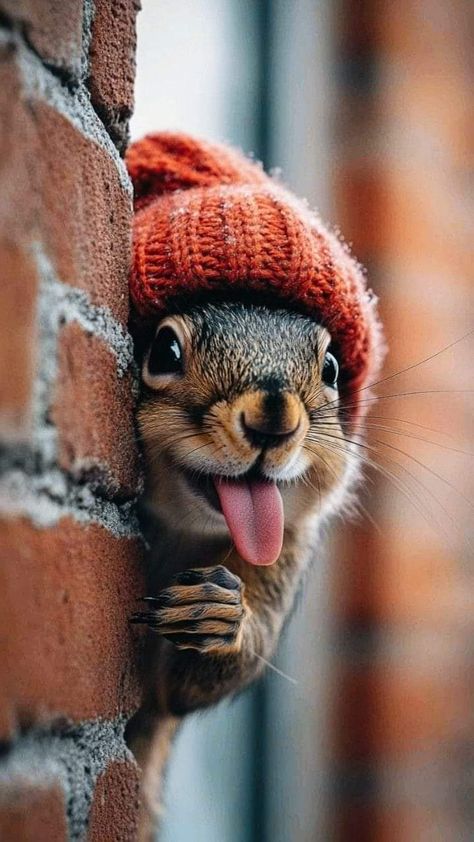 Cartoon Animal Art, Funny Squirrel Pictures, Cartoon Squirrel, Squirrel Pictures, Squirrel Art, Draw Together, Good Morning Funny Pictures, Squirrel Funny, Animal Character