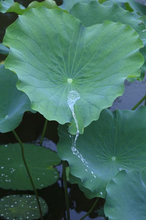 Lotus Leaves, Lotus Leaf, The Lotus, Ceramics Ideas Pottery, Fish Pond, Leaf Nature, Homescreen Wallpaper, Exotic Flowers, Photoshoot Inspiration