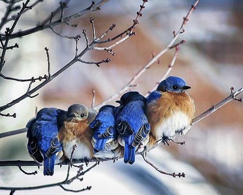 Eastern Bluebird, Bird Photos, New Painting, Winter Bird, Blue Birds, Backyard Birds, Bird Pictures, Pretty Birds, Bird Photo