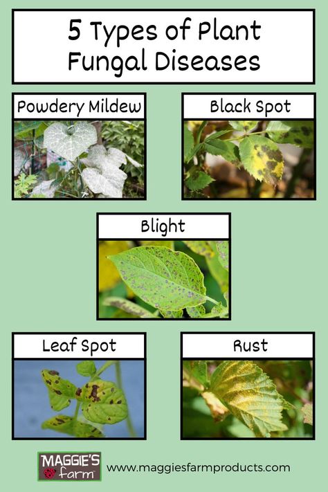 Pale green background. Plants with fungal diseases including powdery mildew, black spot, blight, leaf spot, and rust. Common Diseases, Biology Projects, Garden Companion Planting, Container Vegetables, Plant Pests, Plant Nutrients, Powdery Mildew, Plant Diseases, Garden Makeover