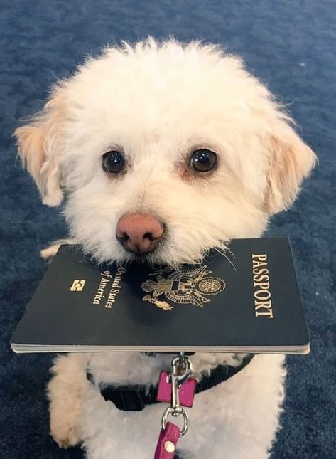 How Many People Travel with Pets? And how do you travel? - Pet Transport, Pet Resort, Pet Hotel, Los Angeles Hotels, Dog Pics, Dog Pets, Pet Friendly Hotels, Traveling The World, Best Cruise