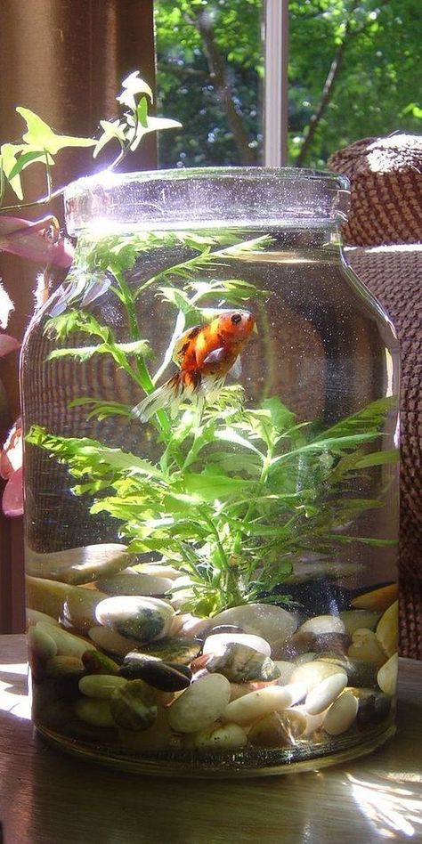 Cool Fish Tank Decorations, Tanaman Air, Fish Gallery, Goldfish Tank, Fish Tank Terrarium, Beautiful Terrariums, Diy Tank, Betta Fish Tank, House Plants Decor