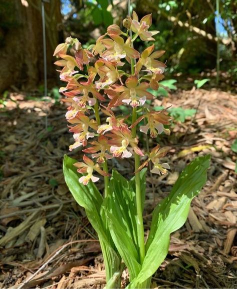 10 Best ground orchids that can be grown in the groundWelcome to our guide featuring the "10 Best Ground Orchids That Can Be Grown in the Ground." Orchids have fascinated plant enthusiasts for generations with their delicate and exotic beauty Habenaria Radiata, Orchid Diseases, Ground Orchids, Orchid Fertilizer, Country Ideas, Organic Mulch, Fig Leaves, Orchid Care, Flower Spike