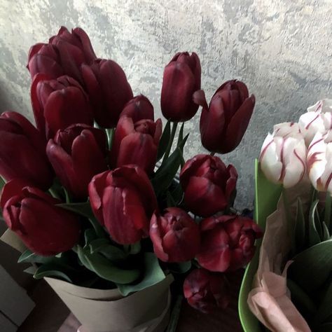 Maroon Aesthetic Flowers, Dark Tulips Aesthetic, Tulips Dark Aesthetic, Dark Red Flowers Aesthetic, Black Tulips Aesthetic, Red Tulips Aesthetic, Dark Red Tulips, Dark Spring Aesthetic, Red Flower Aesthetic