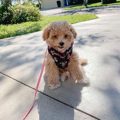 Shihpoo Puppies Full Grown, Shihpoo Full Grown, Shih Poo Full Grown, Shipoo Dogs, Shih Tzu Poodle Mix, Shih Tzu Poodle, Poodle Mix Dogs, Diy Dog Kennel, Shih Poo