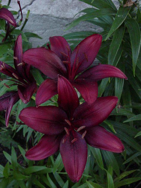 Pretty Plants Aesthetic, Cala Lillies, Red Lilies, Red Spider Lily, Goth Garden, Backyard Flowers, Asiatic Lilies, Boquette Flowers, Shade Flowers