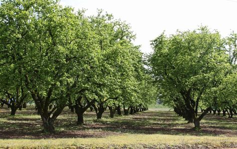 Corylus 'Hazelnut Tree' Tree Sapling, Types Of Green, Hazelnut Tree, Tree Growing, Plant Problems, Scientific Name, Peach Trees, Deciduous Trees, House Landscape