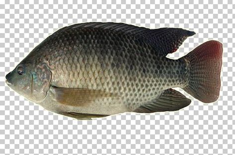 Fish Tilapia, Tilapia Fish, Nile Perch, Fish Png Aesthetic, Tilapia Drawing, Fish Png, Tilapia Farming, Tilapia Fish Farming, Mackerel Fish