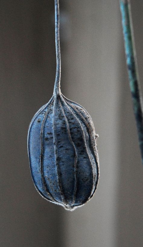 Seeds Photography, Seed Heads, Seed Pod, Plant Photography, Seed Pods, Organic Form, Natural Forms, Patterns In Nature, Planting Seeds