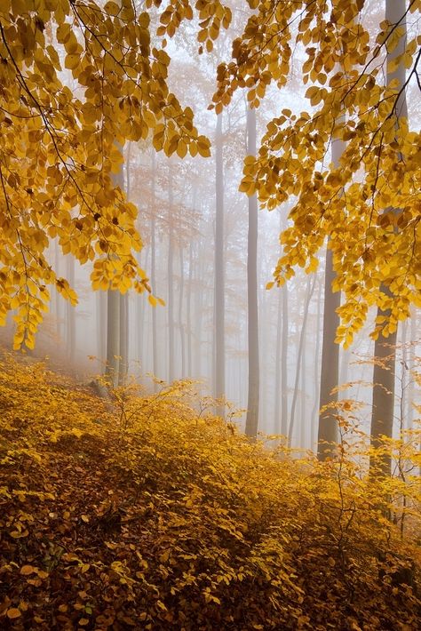 "I saw old Autumn in the misty morn, Stand shadowless like Silence, listening to Silence."  Thomas Hood Foggy Forest, Autumn Beauty, Yellow Leaves, Autumn Forest, Solar Plexus, Lombok, On The Ground, Nature Landscape, Mellow Yellow