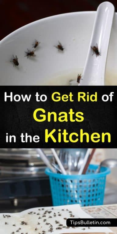 Learn the best ways to get rid of gnats in the kitchen with simple solutions using everyday items. Kill kitchen gnats fast with a vinegar trap or pour bleach down the kitchen sink to control gnats in your house. #gnats #gnatsinkitchen #kitchen Gnats In Kitchen, How To Kill Gnats, How To Get Rid Of Gnats, Gnat Traps, Fruit Fly Trap, Deep Cleaning Tips, Fruit Flies, Bohemian Living, Simple Life Hacks