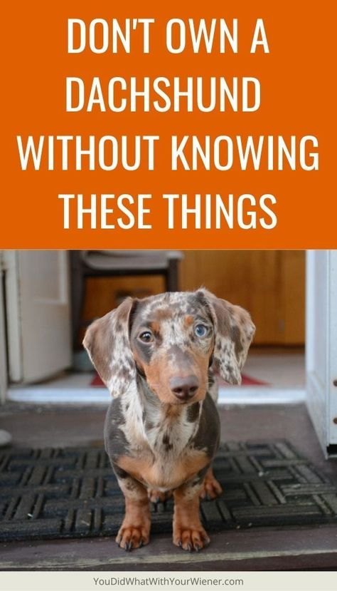 Whether you're just brought home a Dachshund puppy, adopted your first Dachshund, haven’t owned one in a long time, you must know these things. It's important for your Dachshund's health and happiness. Daushund Puppies, Blue Dapple Dachshund, Mini Dapple Dachshund, Mini Weiner Dog, Dachshund Adoption, Brindle Dachshund, Dachshund Personality, Wirehaired Dachshund Puppy, Weiner Dog Puppies