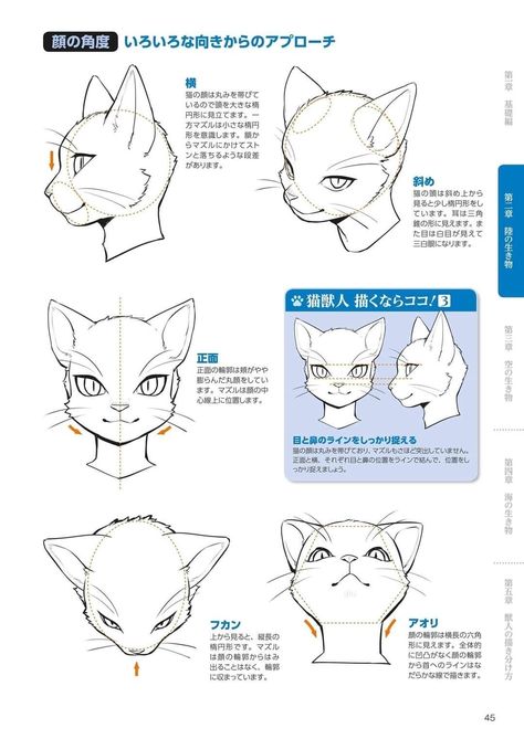 Anthro Cat, Cat Drawing Tutorial, Cat Anatomy, Wildlife Photographer, 캐릭터 드로잉, Natural History Museum, Figure Drawing Reference, Anime Drawings Tutorials, Anatomy Art