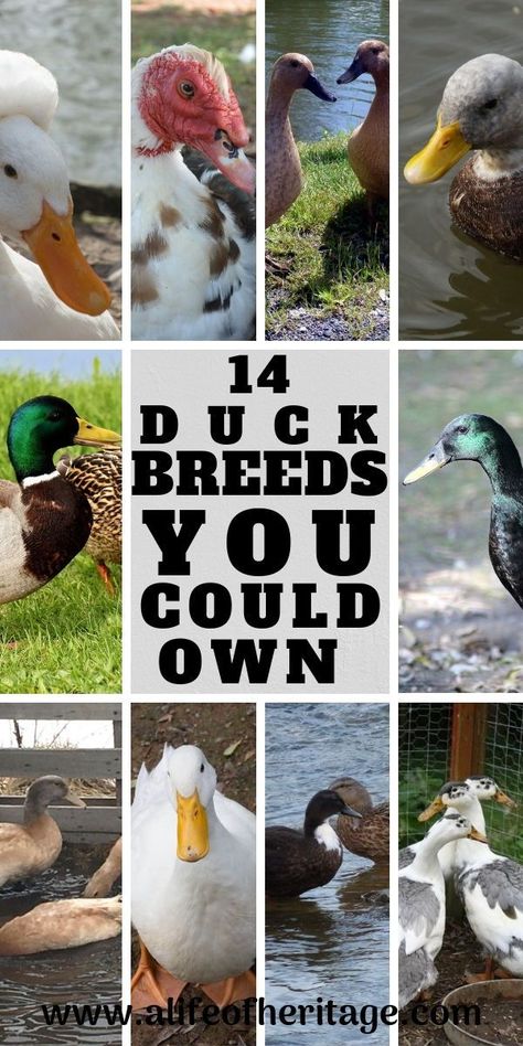 14 duck breeds you could bring home. Ducks are a great addition to a homestead or backyard farm. Learn the characteristics of each duck breed here! Duck Raising, Duck Care, Keeping Ducks, Duck Houses, Types Of Ducks, Duck Pens, Backyard Ducks, Duck Breeds, Meat Birds