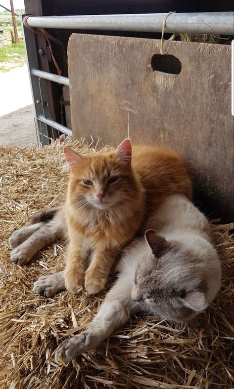 Farm Cats Aesthetic, Beautiful Farms, Farm Goals, Dream Farm, Mid July, Farm Lifestyle, Farm Dogs, Dream Live, Random Pict