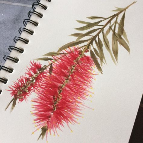 Bottlebrush Flower, Water Colour Art, Wildflower Drawing, Brush Tattoo, Botanical Flowers Print, Australian Wildflowers, Australian Flowers, Australian Native Flowers, Colour Art