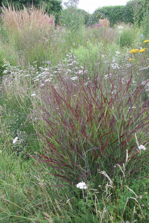 Panicum Shenandoah, Perennial Meadow, Oudolf Garden, Wild Gardening, Garden Combinations, Panicum Virgatum, Burgundy Highlights, Piet Oudolf, Winter Gardening