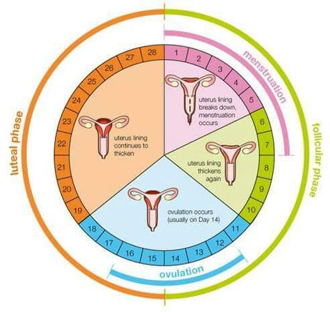 Helpful chart on understanding our menstrual cycles Menstrual Cycle Chart, Menstrual Cycle Calendar, What Is Ovulation, Fertility Calendar, Fertile Period, Ovulation Calendar, Menstruation Cycle, Ovulation Calculator, Ovulation Cycle