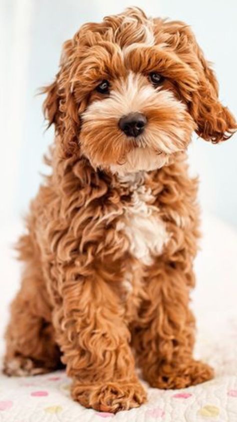 Tattoos Dog, Big Dogs Breeds, Biggest Dog In The World, Biggest Dog, Cute Fluffy Dogs, Mini Goldendoodle Puppies, Labradoodle Dogs, Puppies Cute, Teddy Bear Dog