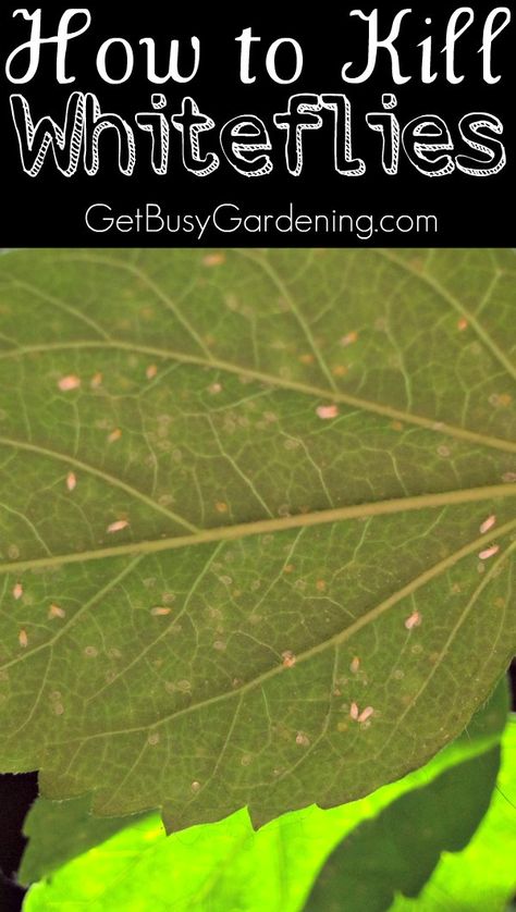 If you see tiny white bugs flying around your plants... well, those my friend are whiteflies and they are super annoying houseplant pests. Want them gone? Here's How to Kill Whiteflies on Houseplants | GetBusyGardening.com White Bugs On Plants, Houseplant Pests, Tomato Growing, Organic Insecticide, Organic Pesticide, Organic Pest Control, Plant Pests, Fly Repellant, Garden Pest Control