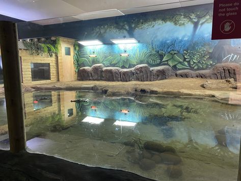 https://www.zoochat.com/community/media/cuban-crocodile-exhibit-110921.554960/full?lightbox=1&update=1636375176 Crocodile Enclosure, Alligator Enclosure, Cuban Crocodile, Crocodile Skink Enclosure, Crocodile Habitat, Reptile Exhibit, Planet Zoo Crocodile Habitat, Zoo Boo, Zoo Inspiration