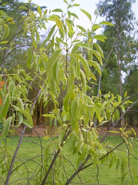 The sandalwood tree is an evergreen parasitic tree that obtains nutrients from other plants. The sandalwood tree is highly valued for it's Sandalwood Oil, read on to more. Biblical Oils, Sandalwood Tree, Chesty Cough, Indian Sandalwood, Sandalwood Fragrance, Woody Scent, Sandalwood Oil, Diy Body Care, Plant Seeds