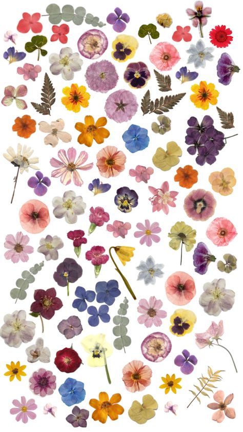 Flowers For Collage, Wildflower Seed Paper, Flower Factory, Flowers Drawing, Boquette Flowers, Drawing Wallpaper, Seed Paper, Wildflower Seeds, Creative Drawing