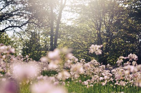 All The Bright Places, Alam Yang Indah, Laptop Wallpaper, What’s Going On, Nature Aesthetic, Flower Field, Ipad Wallpaper, Pretty Flowers, Pretty Pictures