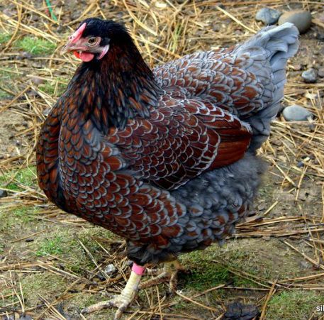 Blue Laced Red Wyandotte Chicken Blue Laced Wyandotte, Wyandotte Hen, Blue Laced Red Wyandotte, Wyandotte Chicken, Chicken Coloring, Fancy Chickens, Beautiful Chickens, Keeping Chickens, Chickens And Roosters