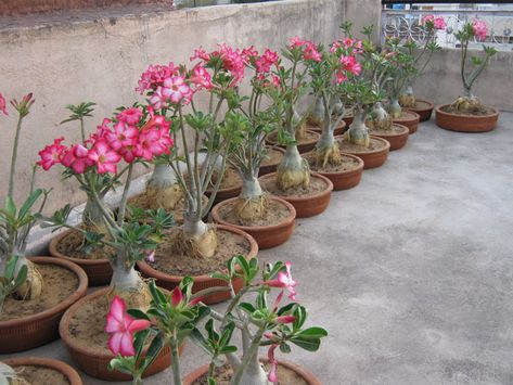 Dessert Rose Plant, Adenium Plant, Desert Rose Care, Garden Bonsai Tree, Rose Plant Care, Desert Rose Plant, Succulent Bonsai, Front Garden Landscape, نباتات منزلية