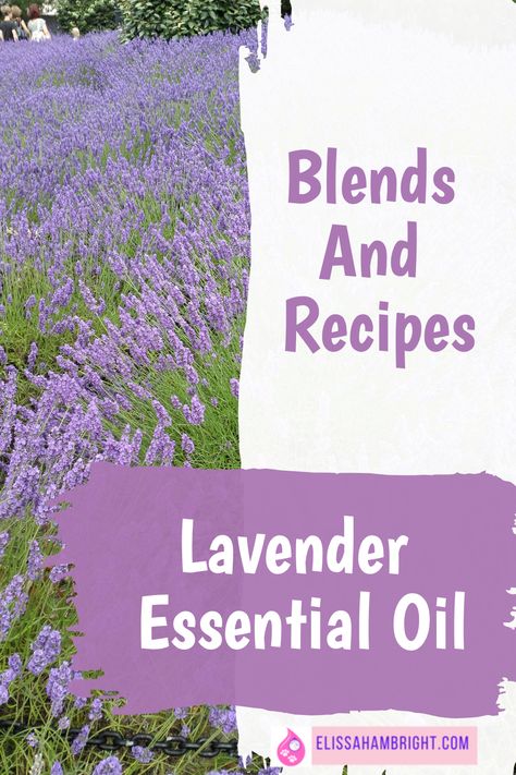 Immerse yourself in the magic of lavender essential oil with Elissa Hambright! Discover lavenders incredible uses, benefits for health and wellness, and unique recipes. Find out my best lavender essential oil blends and how to incorporate lavender in your skincare regime. An aromatic journey awaits! Click thru for my best lavender essential oil recipes. Lavender And Lemongrass Essential Oil Blend, Lavender Rollerball Recipe, Essential Oils Lavender, Lavender Essential Oil Blends, Lavender Essential Oil Recipes, Fresh Lavender Uses, Lemon Essential Oil Recipes, Lavender Oil Recipes, Lavender Essential Oil Benefits