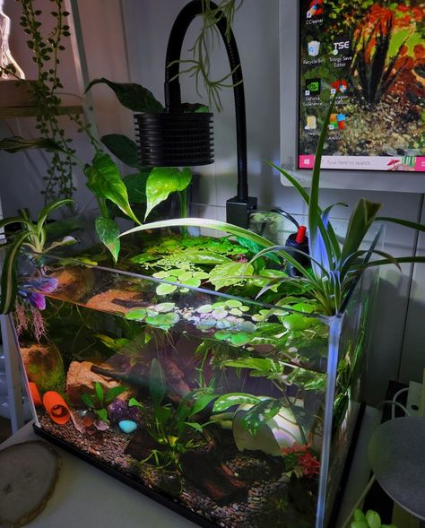 Fish Tank Ideas Natural, Big Fish Tank Ideas, Betta Fish Accessories, Betta Fish Tank Inspiration, Simple Fish Tank Ideas, Pathos Fish Tank, Proper Beta Fish Tank, Avatar Fish Tank, Fish Tank With Plants