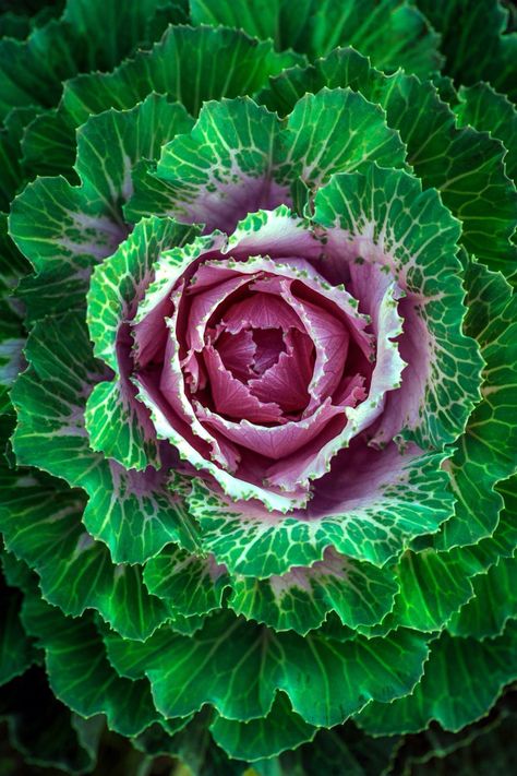 Flowering Kale, Growing Kale, Pots Plants, Cabbage Seeds, Ornamental Kale, Ornamental Cabbage, Purple Cabbage, Seed Shop, Home Garden Plants